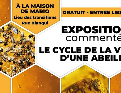 Le cycle de la vie d’une abeille